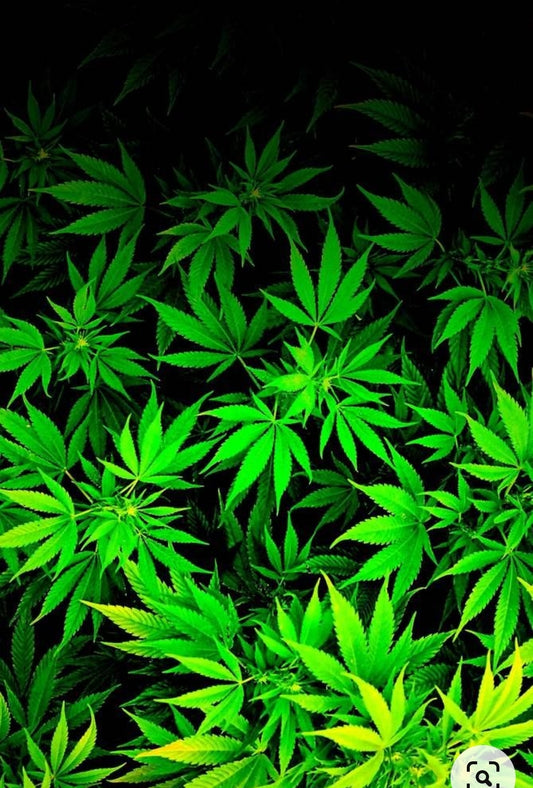 CANNABIS VIDEO SECURITY SPECIALISTS